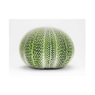 Ancistro - Luxurious Walls