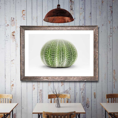 Ancistro - Luxurious Walls