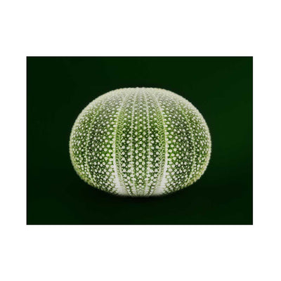 Desert Sea Fruit - Luxurious Walls