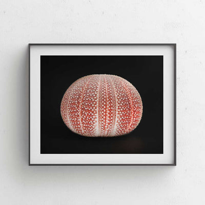 Ocean's Nymph II - Luxurious Walls