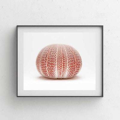 Ocean's Nymph I - Luxurious Walls