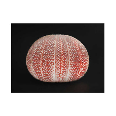 Ocean's Nymph II - Luxurious Walls