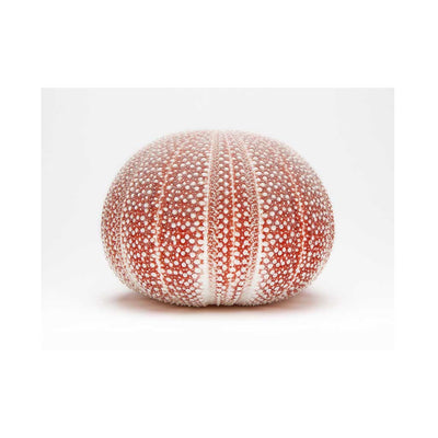 Ocean's Nymph I - Luxurious Walls