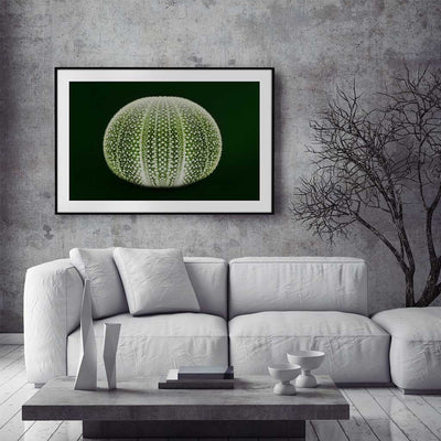 Desert Sea Fruit - Luxurious Walls