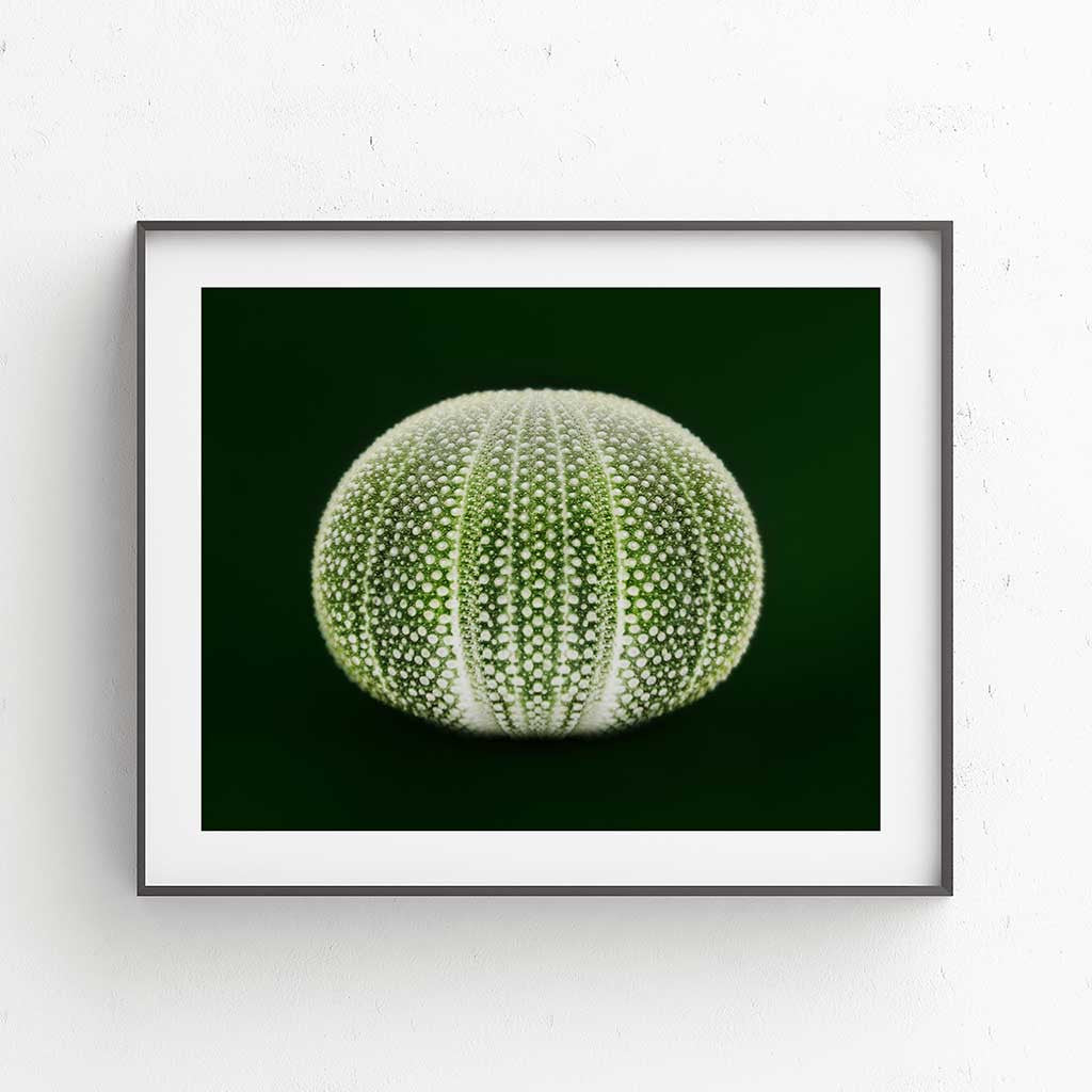 Desert Sea Fruit - Luxurious Walls